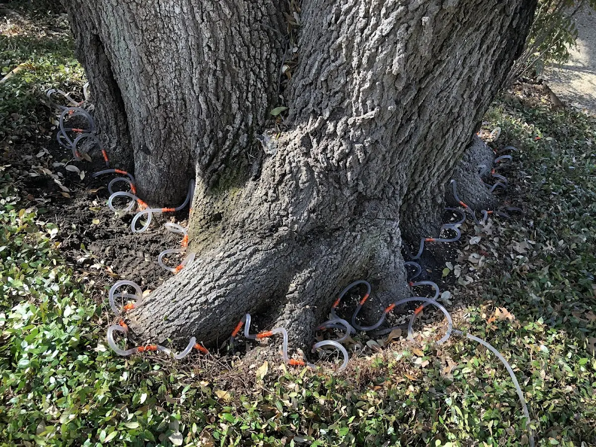 Detailed Shrub and Hedge Trimming job site in Encampment
