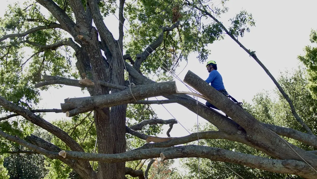 Professional Crown Thinning performed by certified arborists in Encampment