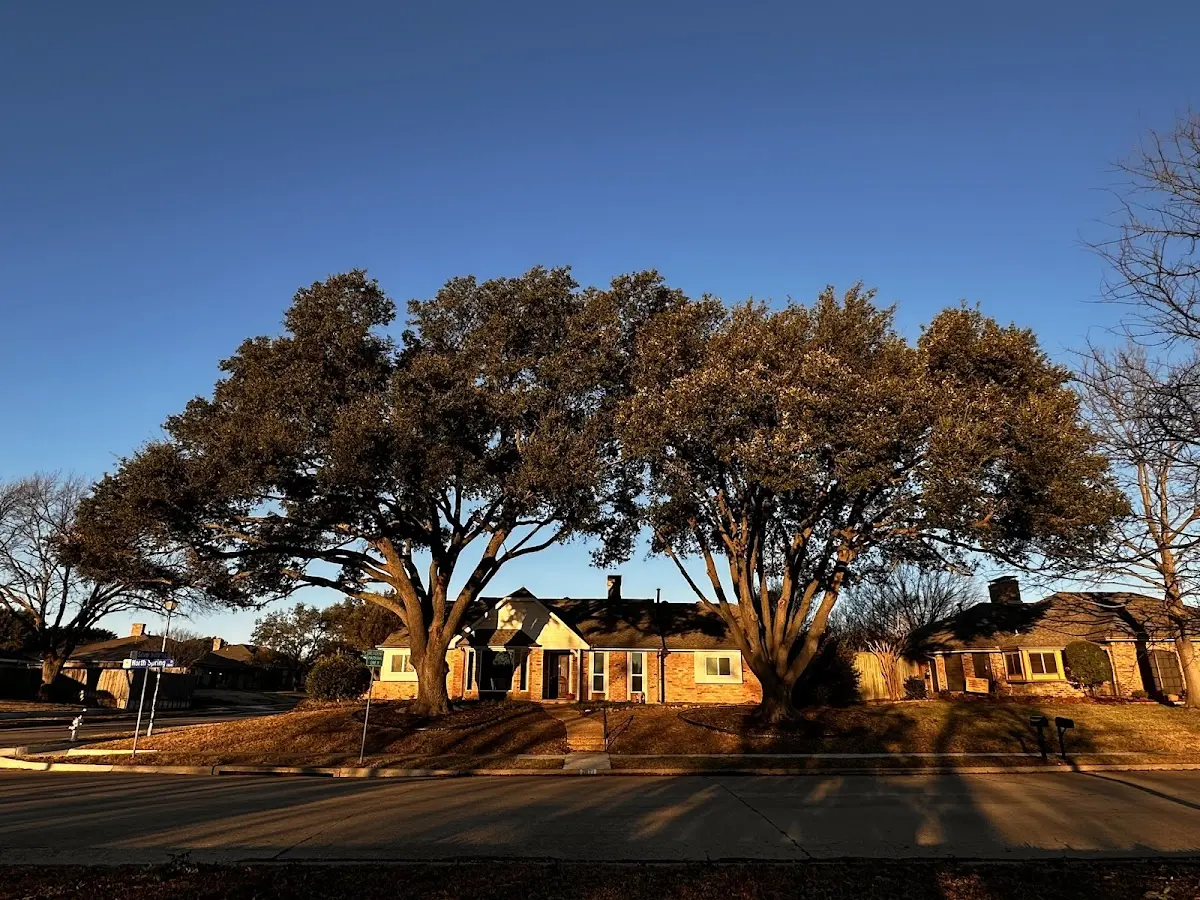Established residential canopy tree shading a home in Encampment